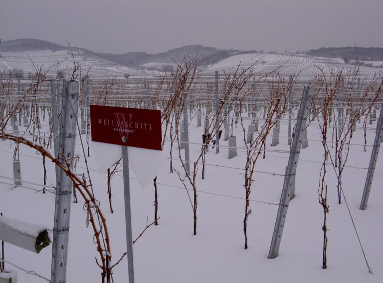 Weingarten im Winter